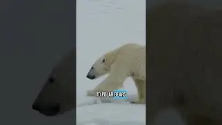 A new study shows that polar bears aren&rsquo;t getting enough food to maintain their population #science