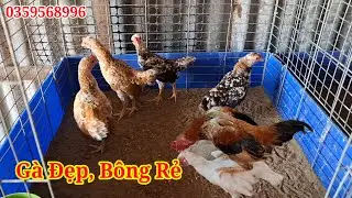 Gà Bông Quá Đẹp Mấy Anh Ơi,