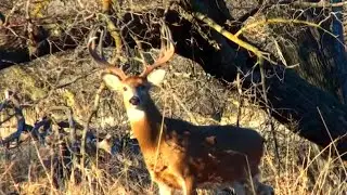 Bowhunting Whitetail Deer in Kansas at the Hashknife Ranch