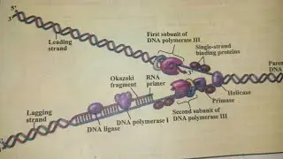 How to draw DNA replication folk??? 🤔🤔🤔🤔||by knowledge bits