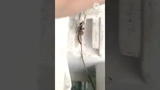 Reconnect washing machine gearbox change