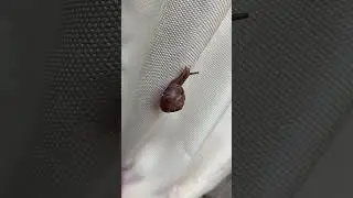 Cornu aspersum aka Garden Snail