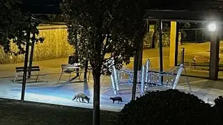 AZAGARIA IGORREN | 🦊 Katuak asko dira Olabarrin, baina ustebako lagunak egin ditue atzenaldian&hellip;