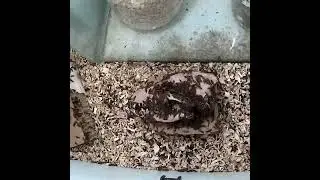 Coyote Timelapse #Short
