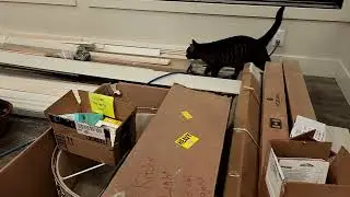 Cat Inspects New House Construction After Going Missing for Two Months