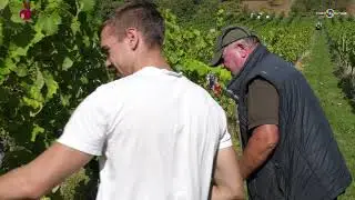 Riesling Handlese `23 - Weingut Rothhaas, Birkweiler
