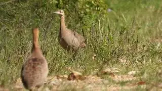 Martineta, Perdig&oacute;n (Rhynchotus rufescens)