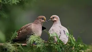 Most popular Dove video in the world | Animal world | enjoy with background music...