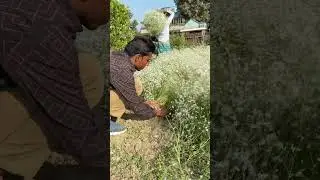 jypsi picking flowers