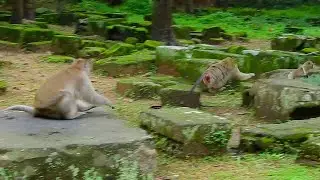 Just paled.. How Brina monkey escape from king Mark, King try to protect his children's