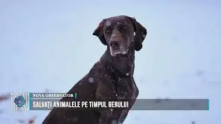 SAVE ANIMALS DURING THE COLD WEATHER
