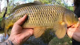 Quick Trip Carp Fishing Skinny Water In Melbourne, Victoria #invasive #carp #fishing
