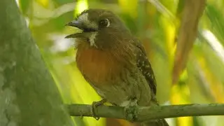 Moustached Puffbird Calling