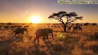 Naija Afrobeat Live 24/7 &ndash; Smooth African Groove for Work & Daily Vibes