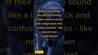 Amazing Wolf Sounds 🐺(Night Time Wolf Stalking)