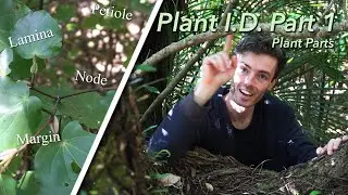 Introduction to Plant Identification - Plant Anatomy | Plant I.D. Part 1