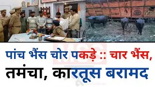 पांच भैंस चोर पकड़े :: 04 भैंस, तमंचा, कारतूस बरामद - एसएसपी ने जाते किया बड़ा खुलासा... Etawah UP