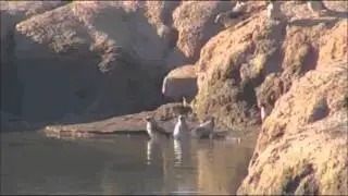 Pete's Pond:  Waddled Starlings attacked by the Crocodile while bathing March 30, 2016