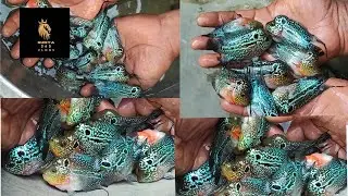 Amazing Transformation: Grooming and Beautifying an Srd Flowerhorn#shorts#short#shortsfeed#ytshorts