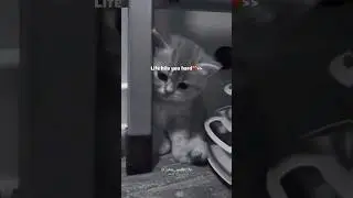 Life hits you hard😭//#nasheed #allah #islamicquotes #shortsfeed #foryou #shorts #viralshort #short