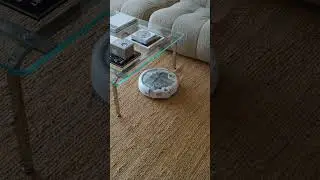 Mess happens, paws approve 🐾 | DJI ROMO
