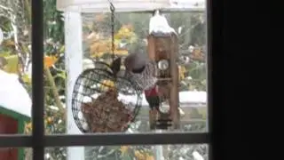 Flicker in snow.wmv