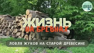 Жизнь на бревнах. Ловля жуков на старой древесине