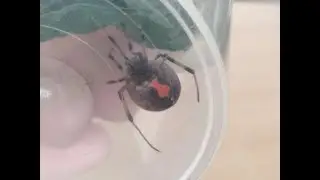 Přemístění Černé vdovy Latrodectus obscurior (Mosambik) do nové krabičky