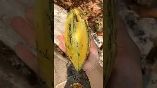 Amazing cocoa fruit cutting🍫 #shorts #shortsfeed