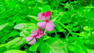 Natural beautiful garden🥰 | Earth most popular flowers🥀|#beautiful #video |🤔हमारे घर का आँगन का व्यू