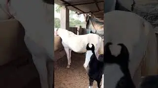 RAEES STUD FARM🐴#trending #trendingshorts#vairalvideo#song #sorts #reels#popular#vairal#horse#runing
