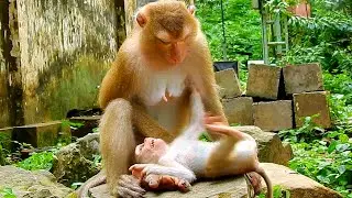Billion pity when see adorable Lucie cCrY ask milk like that, Why mother attempt to block Lucie for