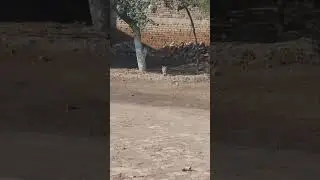 God gifted skill cat hidden shadow.