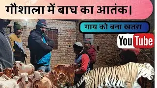 गांव में दिखा बाघ🦁। गौशाला की गाय को बना खतरा ☠️।। PAWAN NEGI VLOGS II 
