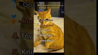 Ranking Top 5 Funniest Orange Cat Moments