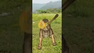 FEMALE LION SOUND CARTOON VIDEO EDITING TUTORIAL