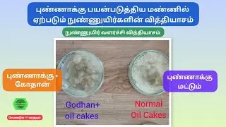 புண்ணாக்கு பயன்படுத்திய மண்ணில் ஏற்படும் நுண்ணுயிர்களின் வித்தியாசம்!