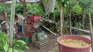 CAFE DE CHIAPAS, Bajo el cafetal de don Chano