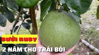 Bưởi Ruby 2 năm tuổi cho trái. Kỹ thuật cắt cành tạo tán, chăm sóc bưởi Ruby