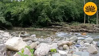 Relaxing sounds of nature. Singing of birds by the mountain river.