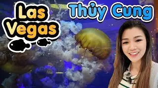 Thủy cung Shark Reef tại Las Vegas Mandalay Bay có gì hấp dẫn :: Vlog 19