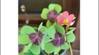 Şans yoncası,Hoya ve dua çiçekleri 💐05066598226
