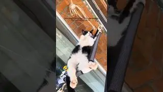 Cat funny sleeping 😴 #funnycat #catsleeping #shortsfeed