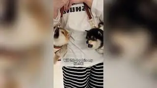 Will this dog bite my friend?