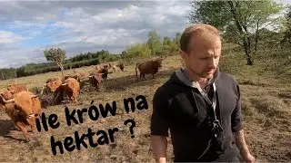 Ekstensywna hodowla szkockich krów - wymagana powierzchnia na 1 sztukę