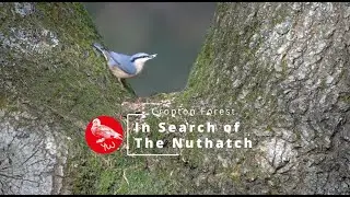 Birding from a Hot Tub Cropton Forest Nov 2024 In search of the Nuthatch.