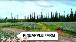 PINEAPPLE FARM POLOMOLOK SOUTH COTABATO PHILIPPINES