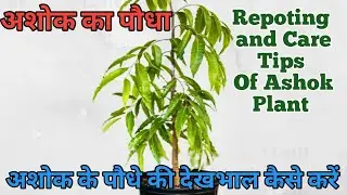 Tips for green and bushy growth of ASHOKA tree at home