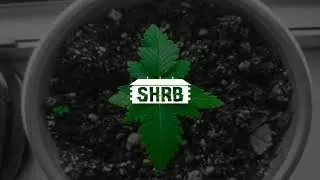 SHRB BEATS - Robo