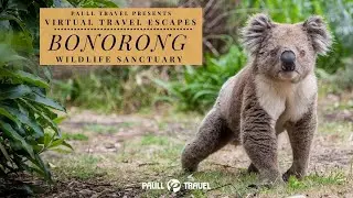 Bonorong Wildlife Sanctuary - Virtual Travel Escapes